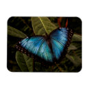 Recherche de papillon bleu de morpho magnets Nature