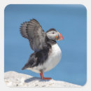 Recherche de puffin autocollants Faune