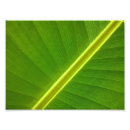 Recherche de macro feuille Botanique