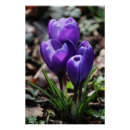Recherche de crocus posters Fleur