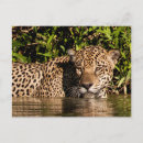 Recherche de pantanal cartes postales Jungle