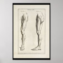 Recherche de jambe humaine posters Anatomie