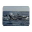 Recherche de orque magnets Baleine