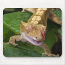 Recherche de geckos tapis souris Nature