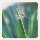 Recherche de images de libellule Nature