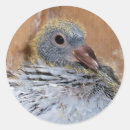 Recherche de pigeons autocollants Bébé