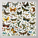 Recherche de chenille posters Papillon