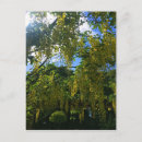 Recherche de glycines cartes postales Fleurs