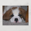 Recherche de chien de st bernard cartes postales Chiot