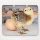 Recherche de poussins tapis souris Volaille