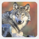 Recherche de portrait loup autocollants Gris