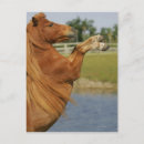 Recherche de miniature cartes postales Équestre