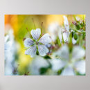 Recherche de géranium posters Botanique