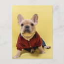 Recherche de animaux habillés cartes postales Dog
