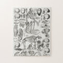 Recherche de crâne humain puzzles Squelette