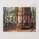 Recherche de arbre de séquoia cartes postales Sierra