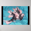 Recherche de pile posters Animaux
