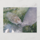 Recherche de lamantin cartes postales Floride