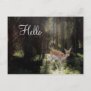 Recherche de faons cartes postales Cerf
