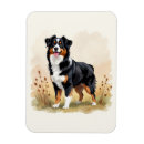 Recherche de berger australien magnets Aussie