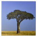 Recherche de acacia carreaux Kenya