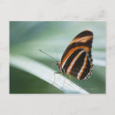 Recherche de motif naturel cartes postales Feuille