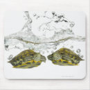Recherche de coquille tortue tapis souris Reptiles