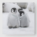 Recherche de poussin pingouin posters Pingouins
