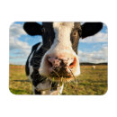 Recherche de cow magnets Holstein