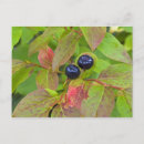 Recherche de myrtilles cartes postales Plante