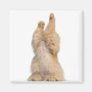 Recherche de chat persan magnets Animaux
