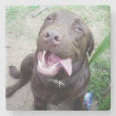 Recherche de chocolat labrador dessous de verres Drôle
