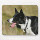 Recherche de chien border collie tapis souris Halètement