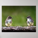 Recherche de hirondelle de grange Photographie