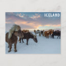 Recherche de poney mignon cartes postales Sauvage