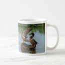 Recherche de canards sauvages tasses Faune
