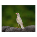 Recherche de albinos art Faune