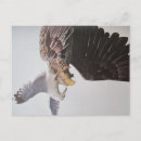 Recherche de mouettes cartes postales Lever