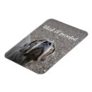 Recherche de grands danois magnets Pour tous