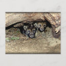 Recherche de loup sauvage cartes postales Faune