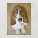Recherche de basset photographie Animal