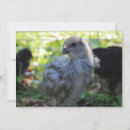 Recherche de poule de pâques invitations Poulet