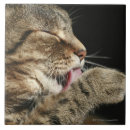 Recherche de chat tigré carreaux À l'intérieur