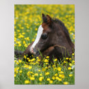 Recherche de foies posters Cheval