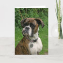 Recherche de boxeur cartes postales Canin