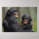 Recherche de congo posters Animal