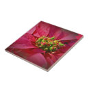 Recherche de poinsettias carreaux Floral