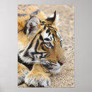 Recherche de rayures de tigre posters Asiatique