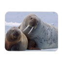 Recherche de veau magnets Arctique