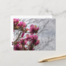 Recherche de arbre tulipe cartes postales Fleurs